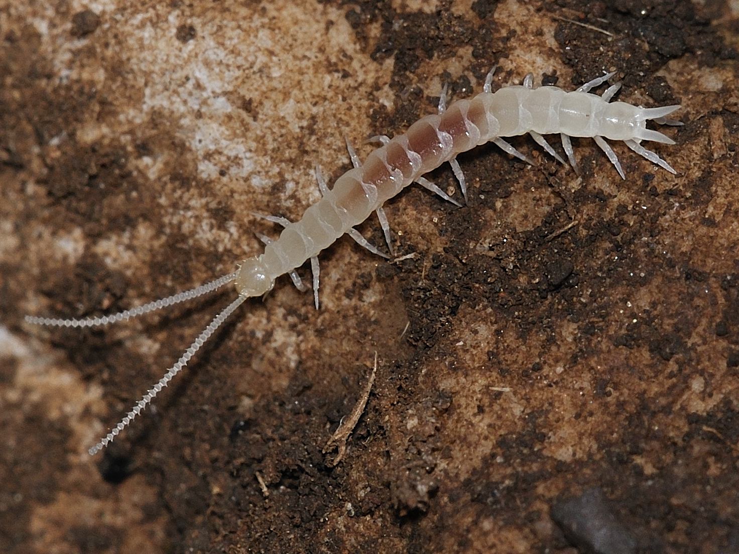 Symphyla - Scutigerellidae - Scutigerella sp.